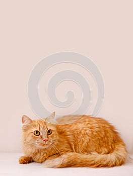 A red, fluffy, beautiful cat lies on a white windowsill by a flower pot and looks frightened