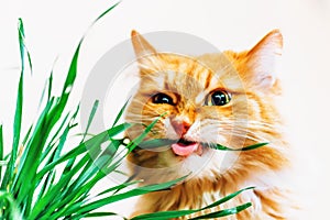 Red fluffy cat eats grass on white background
