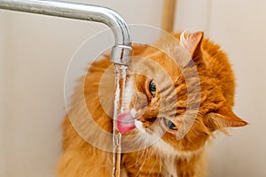 Red fluffy cat, lapping its tongue, drinks tap water from the tap