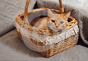 red fluffy cat sits in a basket