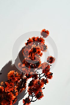 Red fluffy dried flowers on white background.