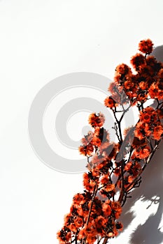 Red fluffy dried flowers on white background.
