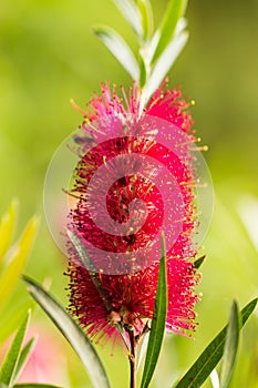 Red fluffy flowers on a branch