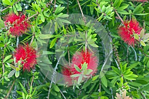 Red fluffy flowers of the Metrosideros excelsa. Puhutakawa tree