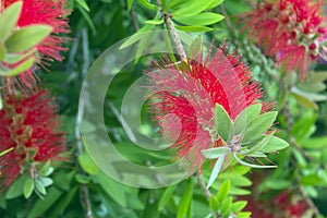 Red fluffy flowers of the Metrosideros excelsa. Puhutakawa tree