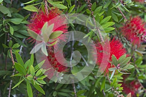 Red fluffy flowers of the Metrosideros excelsa. Puhutakawa tree