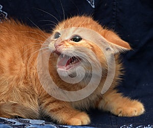 Red fluffy kitten angry and hissing