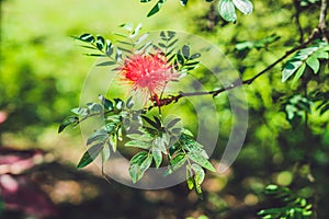 Red Fluffy Powderpuff Flower Blooming in The Garden