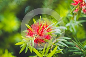 Red Fluffy Powderpuff Flower Blooming in The Garden