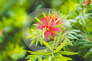 Red Fluffy Powderpuff Flower Blooming in The Garden