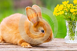 Red fluffy rabbit looks on the background of green nature