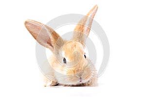 Red fluffy rabbit looks at the sign. Isolated on white background. Easter Bunny