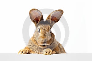 Red fluffy rabbit looks at the sign. Isolated on white background Easter bunny. Red hare for advertising