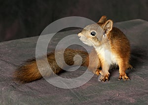 Red fluffy squirrel