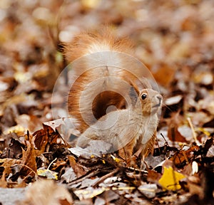 Red fluffy squirrel in a autumn forest. Curious red fur animal among dried leaves