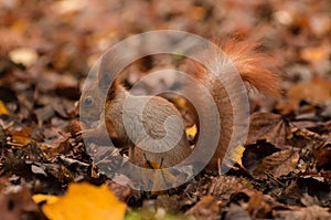 Red fluffy squirrel in a autumn forest. Curious red fur animal among dried leaves