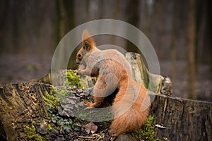 Red fluffy squirrel in a autumn forest. Curious red fur animal among dried leaves