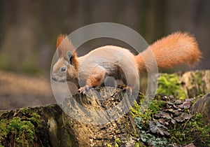 Red fluffy squirrel in a autumn forest. Curious red fur animal among dried leaves