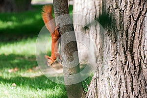 Red fluffy squirrel in a autumn forest. Curious red fur animal among dried leaves