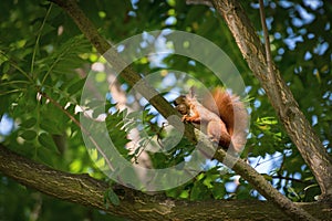 Red fluffy squirrel in a autumn forest. Curious red fur animal among dried leaves