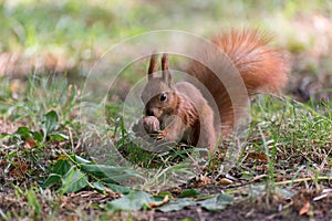 Red fluffy squirrel in a autumn forest. Curious red fur animal among dried leaves