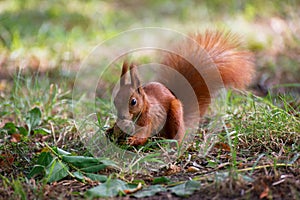 Red fluffy squirrel in a autumn forest. Curious red fur animal among dried leaves