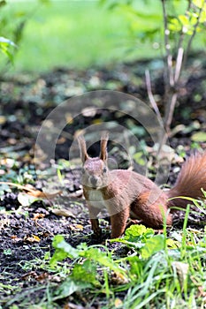 Red fluffy squirrel in a autumn forest. Curious red fur animal among dried leaves