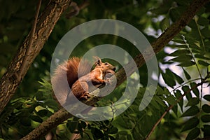 Red fluffy squirrel in a autumn forest. Curious red fur animal among dried leaves