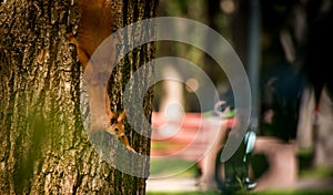 Red fluffy squirrel in a autumn forest. Curious red fur animal among dried leaves