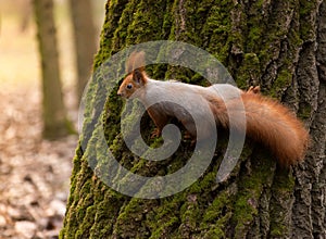 Red fluffy squirrel in a autumn forest. Curious red fur animal among dried leaves.