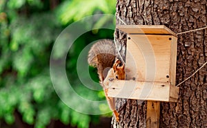 Red, fluffy squirrel sitting on a brown tree