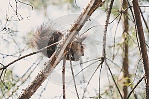 Red fluffy squirrel sitting on tree branch
