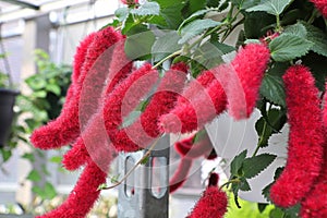 Red fluffy tufts on a Chenille plant