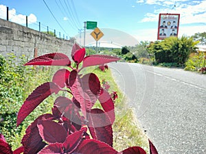 the red flushed flower that grew on the roadside Benermeriah