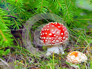 Red fly agaric