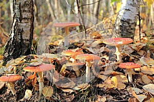 Red fly agaric