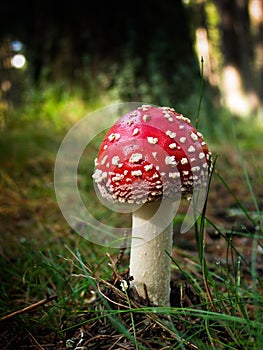 Red fly agaric