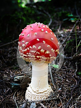 Red fly agaric