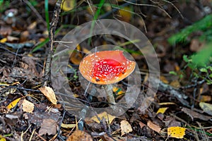 Red fly agaric Amanita muscaria in autumn forest. It is a mushroom of genus Fly Agaric of the  Agaricales. belongs to