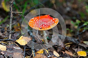 Red fly agaric Amanita muscaria in autumn forest. It is a mushroom of genus Fly Agaric of the  Agaricales. belongs to