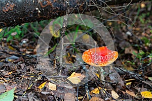 Red fly agaric Amanita muscaria in autumn forest. It is a mushroom of genus Fly Agaric of the  Agaricales. belongs to