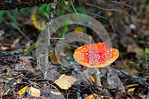 Red fly agaric Amanita muscaria in autumn forest. It is a mushroom of genus Fly Agaric of the  Agaricales. belongs to