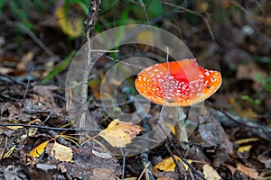 Red fly agaric Amanita muscaria in autumn forest. It is a mushroom of genus Fly Agaric of the  Agaricales. belongs to