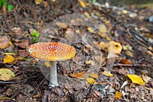 Red fly agaric Amanita muscaria in autumn forest. It is a mushroom of genus Fly Agaric of the  Agaricales. belongs to