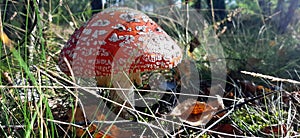 Red fly agaric Amanita muscaria poisonous mushroom