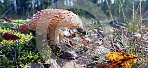 Red fly agaric Amanita muscaria poisonous mushroom
