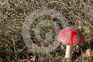 red fly agaric in the autumn forest.