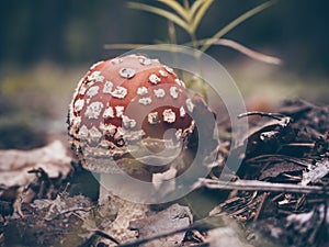 Red fly agaric in the autumn forest among pine needles and grass moss . The red and white poisonous toadstool