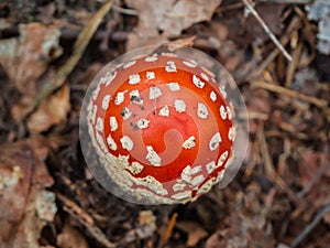 Red fly agaric in the autumn forest among pine needles and grass moss . The red and white poisonous toadstool or mushroom