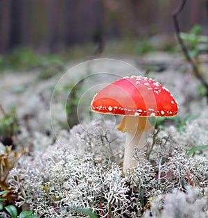 Red fly-agaric on a beautiful white moss.